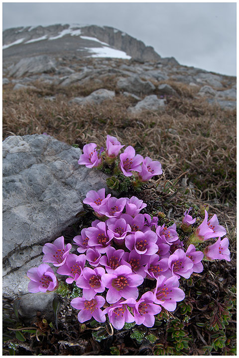 Saxifraga oppositifolia, fiori di montagna, alpini, fotografia, foto, alpine flowers, alpi liguri